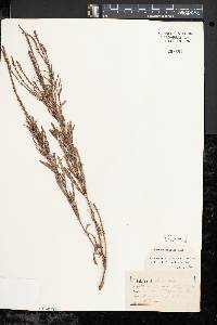 Verbena simplex image