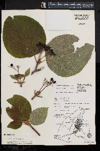 Viburnum lantanoides image