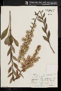 Solidago bicolor image