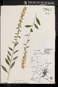 Solidago bicolor image