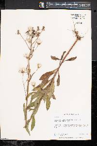 Image of Salix arbutifolia
