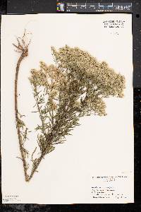 Eupatorium hyssopifolium image