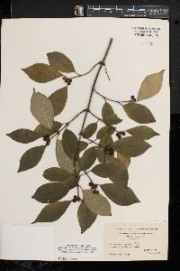 Lonicera maackii image