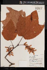 Acer pensylvanicum image