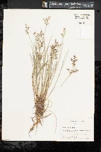 Juncus articulatus image