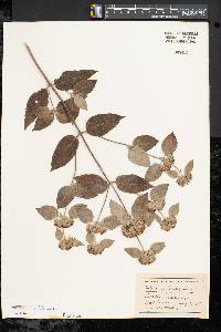 Pycnanthemum incanum var. incanum image