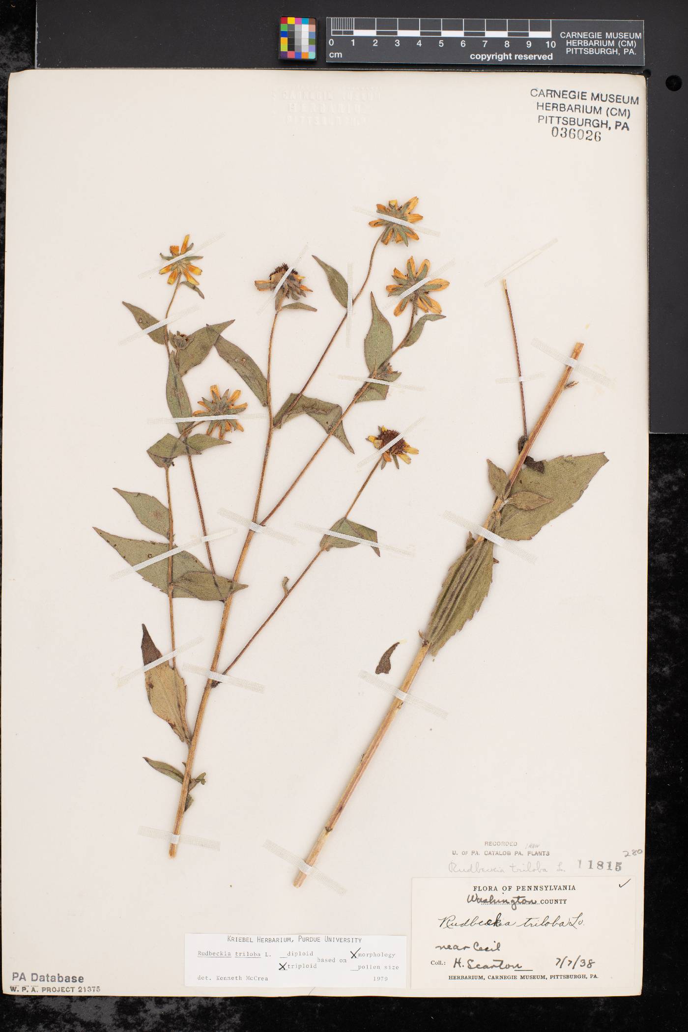 Saxifraga cherlerioides image
