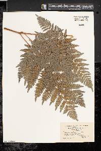 Pteridium aquilinum var. latiusculum image