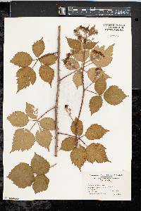 Rubus bifrons image