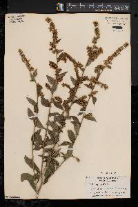 Solidago patula image