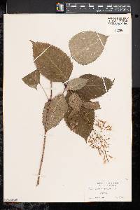 Collinsonia canadensis image