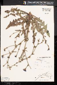 Cichorium intybus image