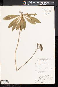 Hieracium aurantiacum image