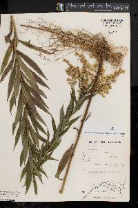 Solidago canadensis var. scabra image