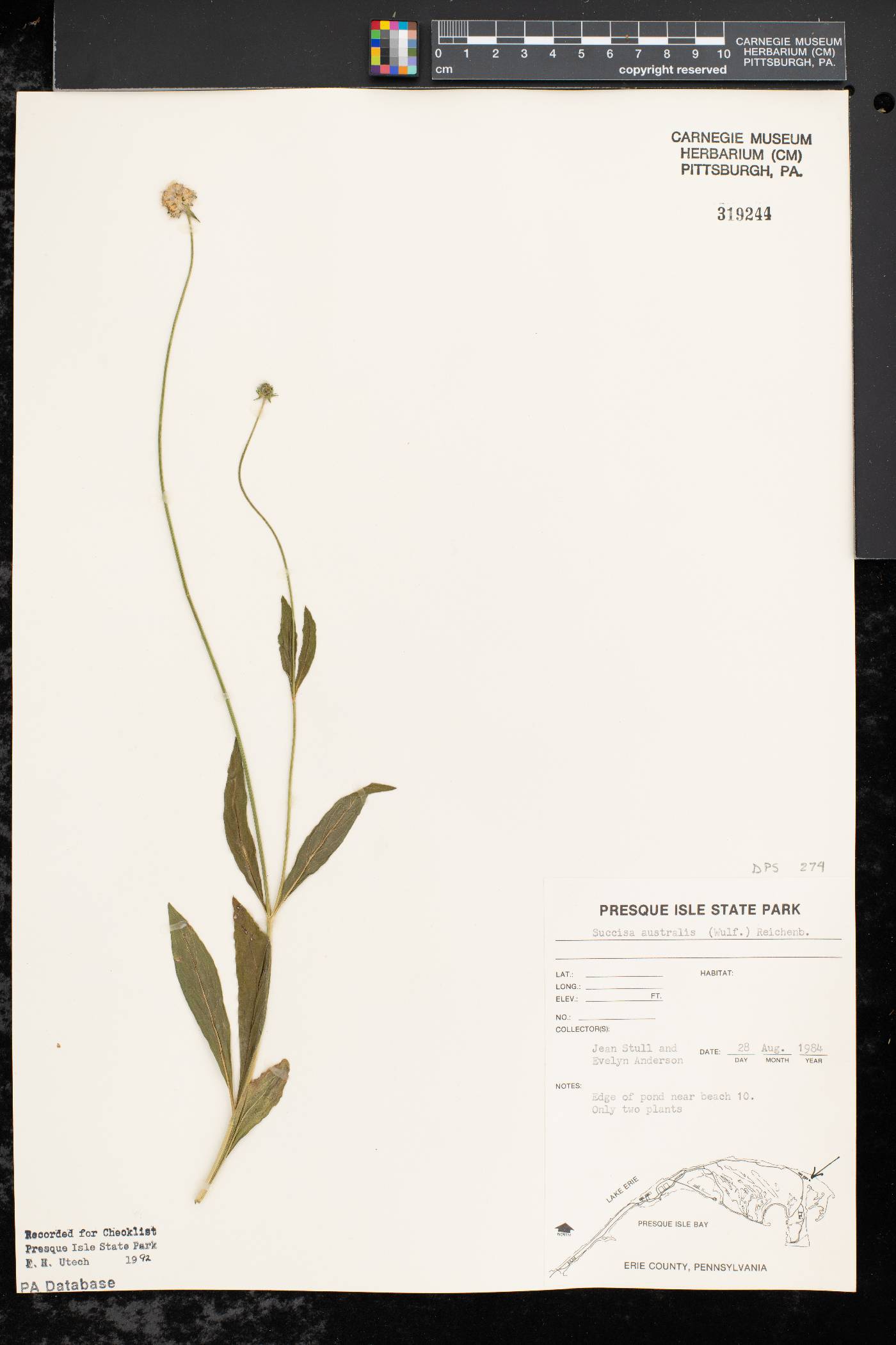 Succisa australis image