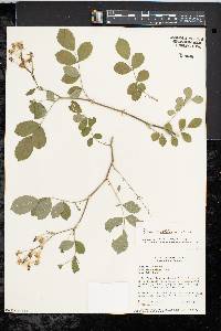 Rosa multiflora image