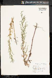 Artemisia annua image