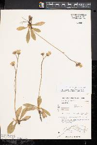 Hieracium × flagellare image