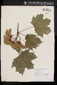 Acer platanoides image