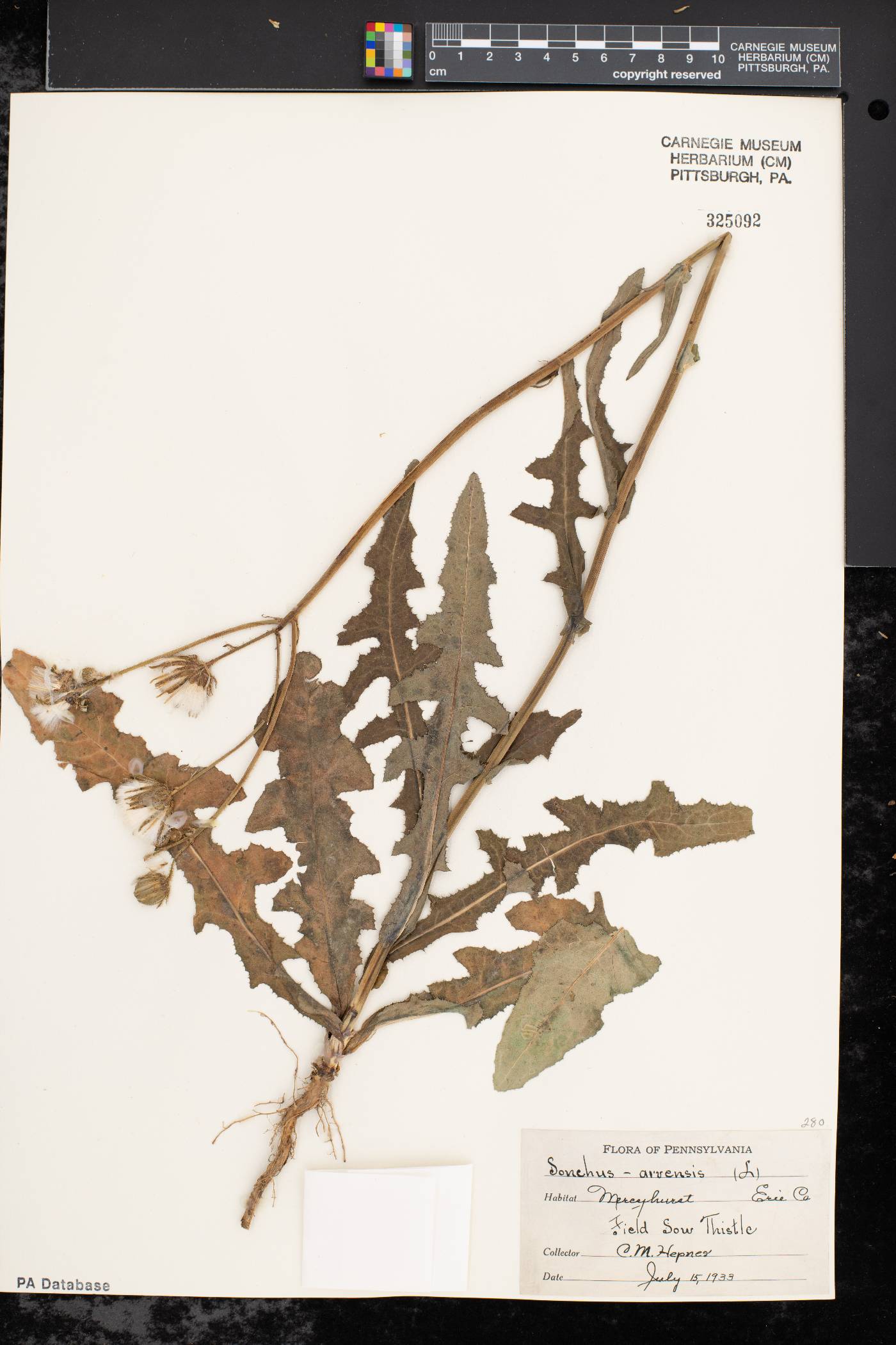 Sonchus arvensis subsp. arvensis image