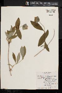 Lonicera dioica image