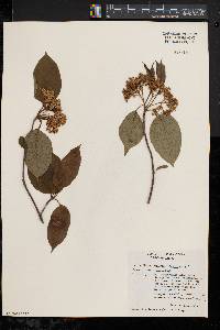 Viburnum cassinoides image