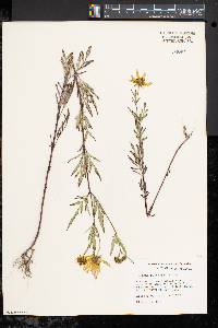 Bidens polylepis image