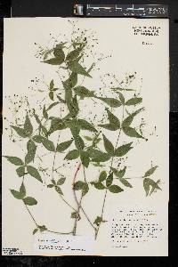 Galium latifolium image