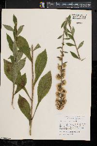 Solidago squarrosa image