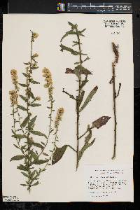 Solidago hispida image