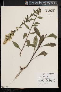 Solidago hispida image