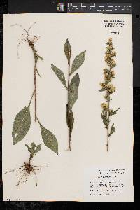 Solidago squarrosa image