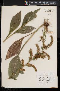 Solidago patula image