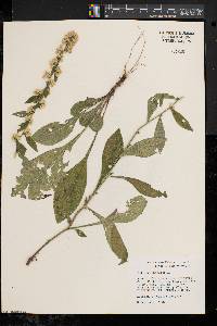 Solidago bicolor image