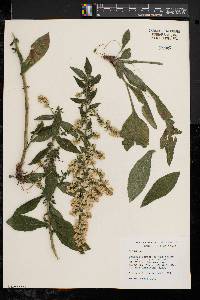 Solidago bicolor image