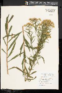 Solidago graminifolia image