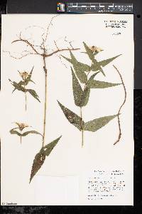 Helianthus divaricatus image