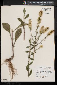 Solidago hispida image