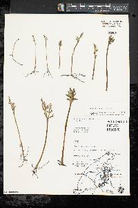 Botrychium matricariifolium image