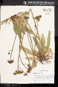 Hieracium caespitosum image