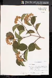 Viburnum dentatum var. lucidum image