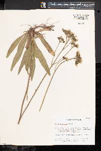 Hieracium caespitosum image