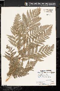 Pteridium aquilinum var. latiusculum image