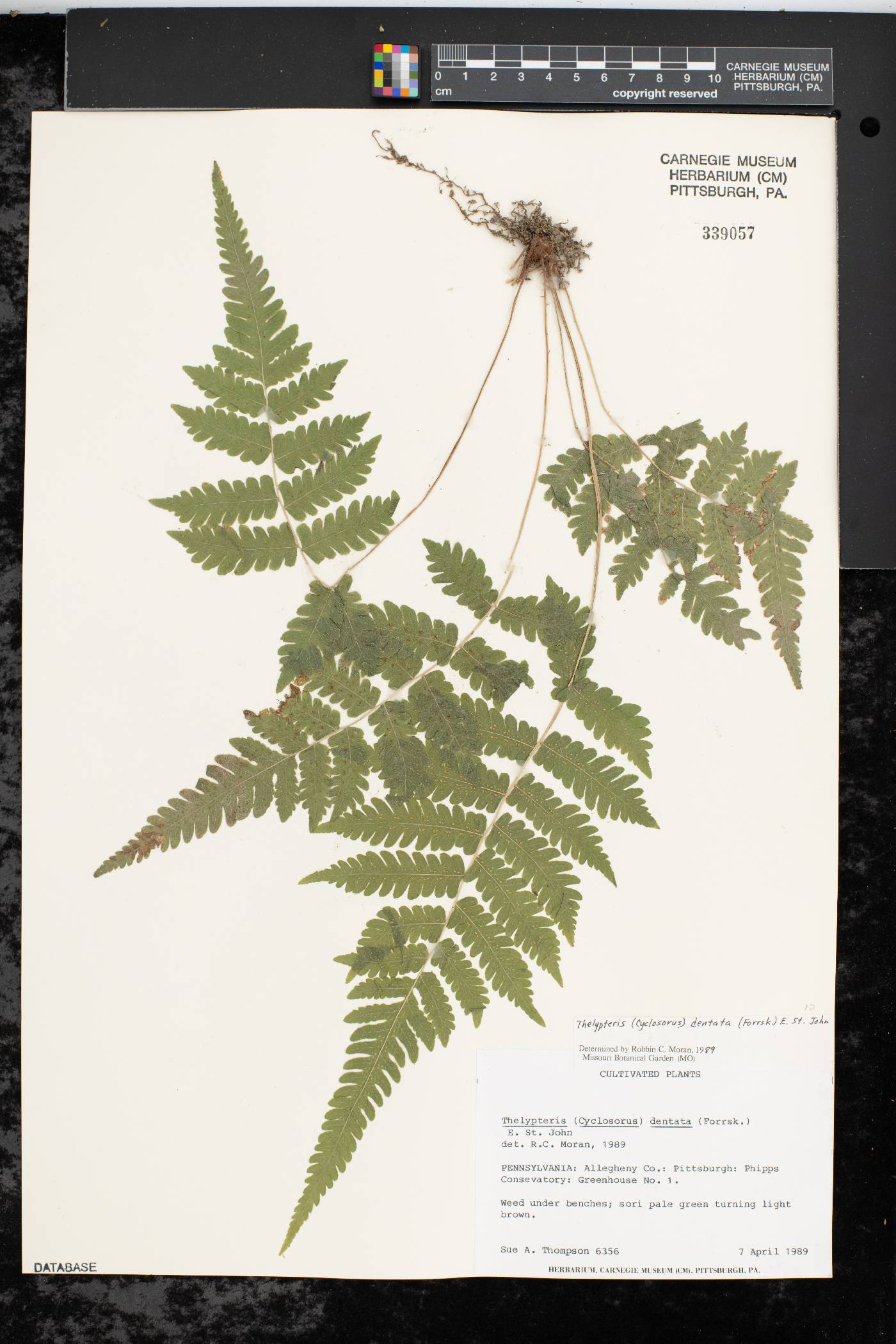 Thelypteris dentata image