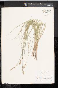 Carex argyrantha image