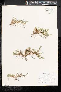 Selaginella rupestris image