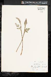 Botrychium matricariifolium image