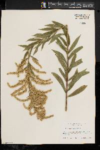 Solidago canadensis var. canadensis image