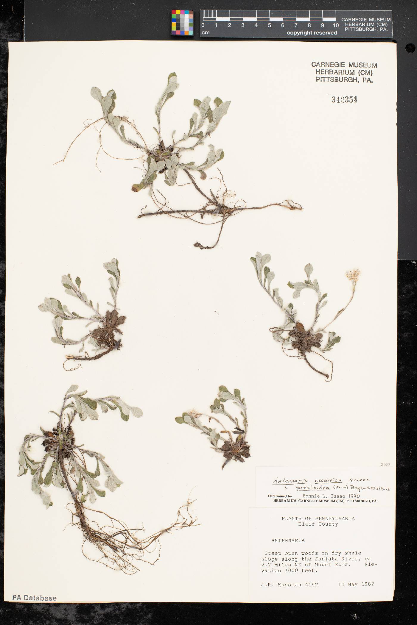 Antennaria petaloidea image
