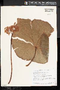 Begonia nelumbiifolia image